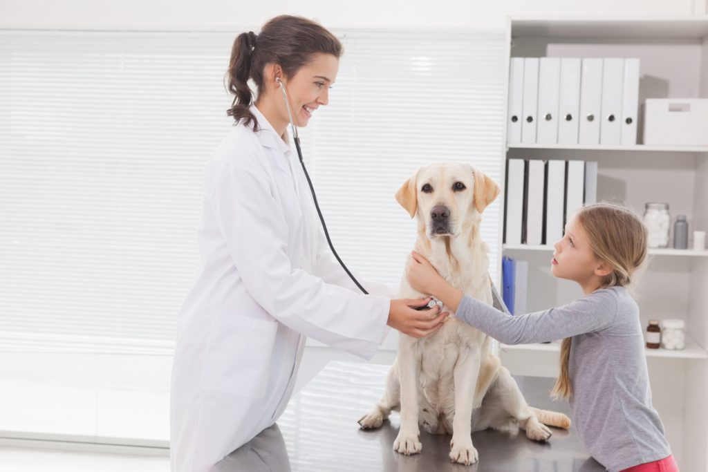 Vétérinaire examinant un chien avec sa jeune maitresse