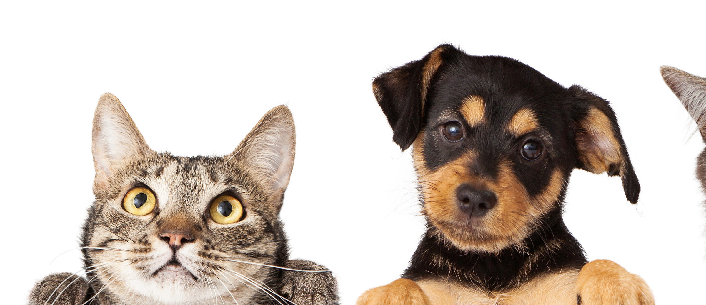 Chats et chiens soignés chez happyvet