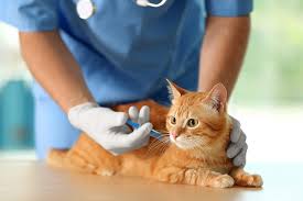 vaccination chat chez happyvet