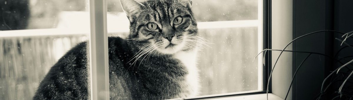 chat à la fenêtre